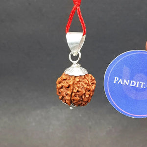 Six Mukhi Premium Rare Rudraksha
