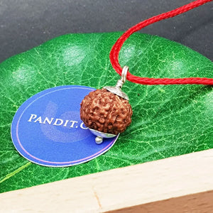 6 Mukhi Rudraksha Indonesia