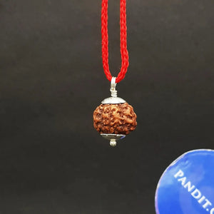 6 Mukhi Rudraksha Indonesia
