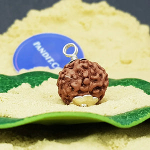 6 Mukhi Rudraksha Indonesia