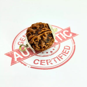 6 Faced Rudraksha – Nepal