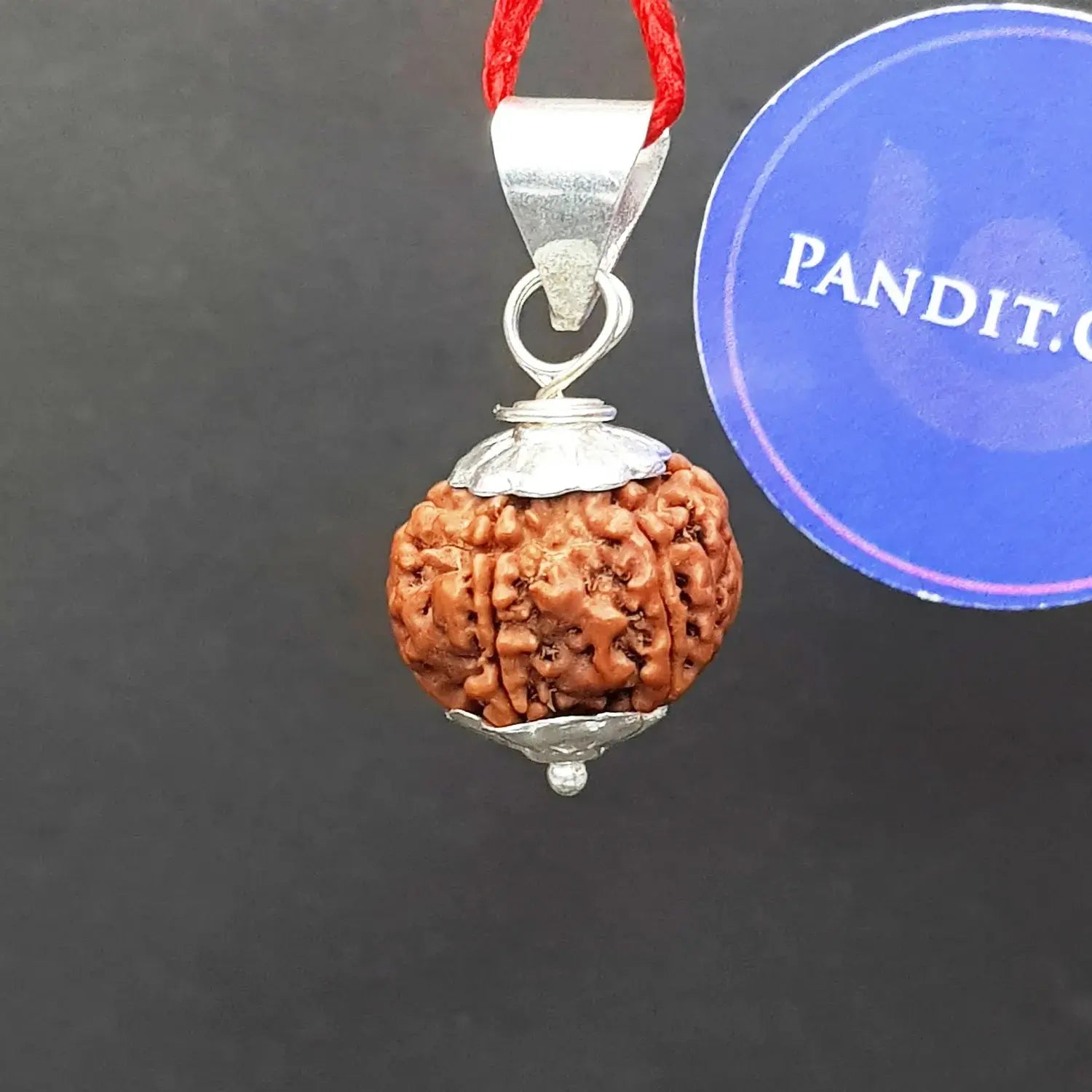 6 Faced Nepal Rudraksha