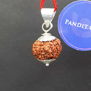 6 Faced Nepal Rudraksha