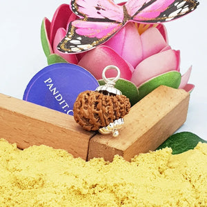 16 Faced Nepal Rudraksha