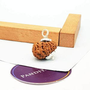 16 Faced Nepal Rudraksha