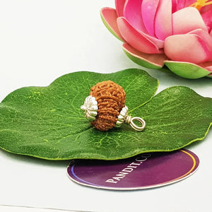 16 Faced Nepal Rudraksha