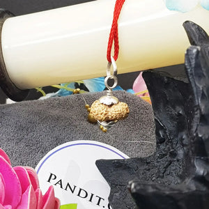 16 मुखी रुद्राक्ष – इंडोनेशिया