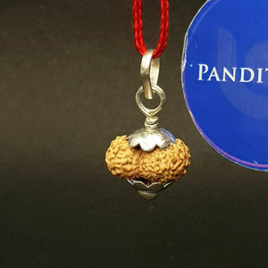 Sixteen Mukhi Rudraksha Indonesia