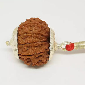 10 Faced Rudraksha - Nepal