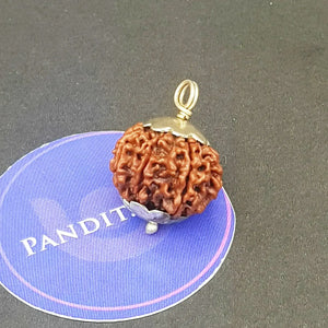 Ten Mukhi Premium Rare Rudraksha