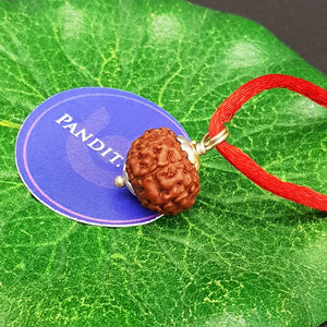 10 Mukhi Indonesia Rudraksha