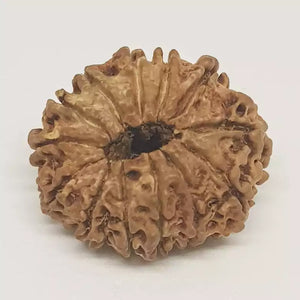 13 Faced Rudraksha - Nepal