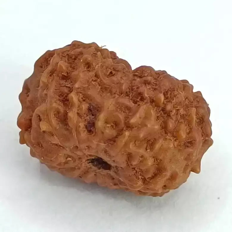 13 Mukhi Rudraksha – Indonesia