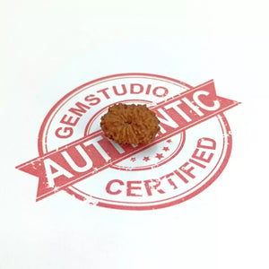 13 Mukhi Rudraksha – Indonesia