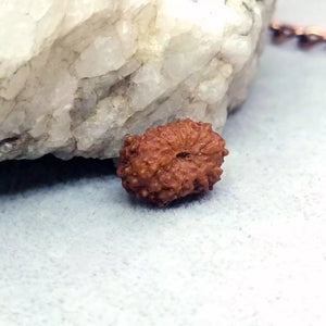 13 Mukhi Rudraksha – Indonesia