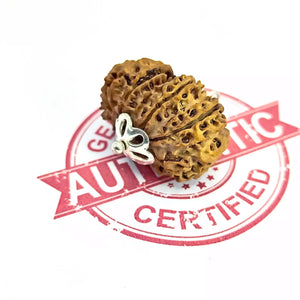 13 Faced Rudraksha – Nepal