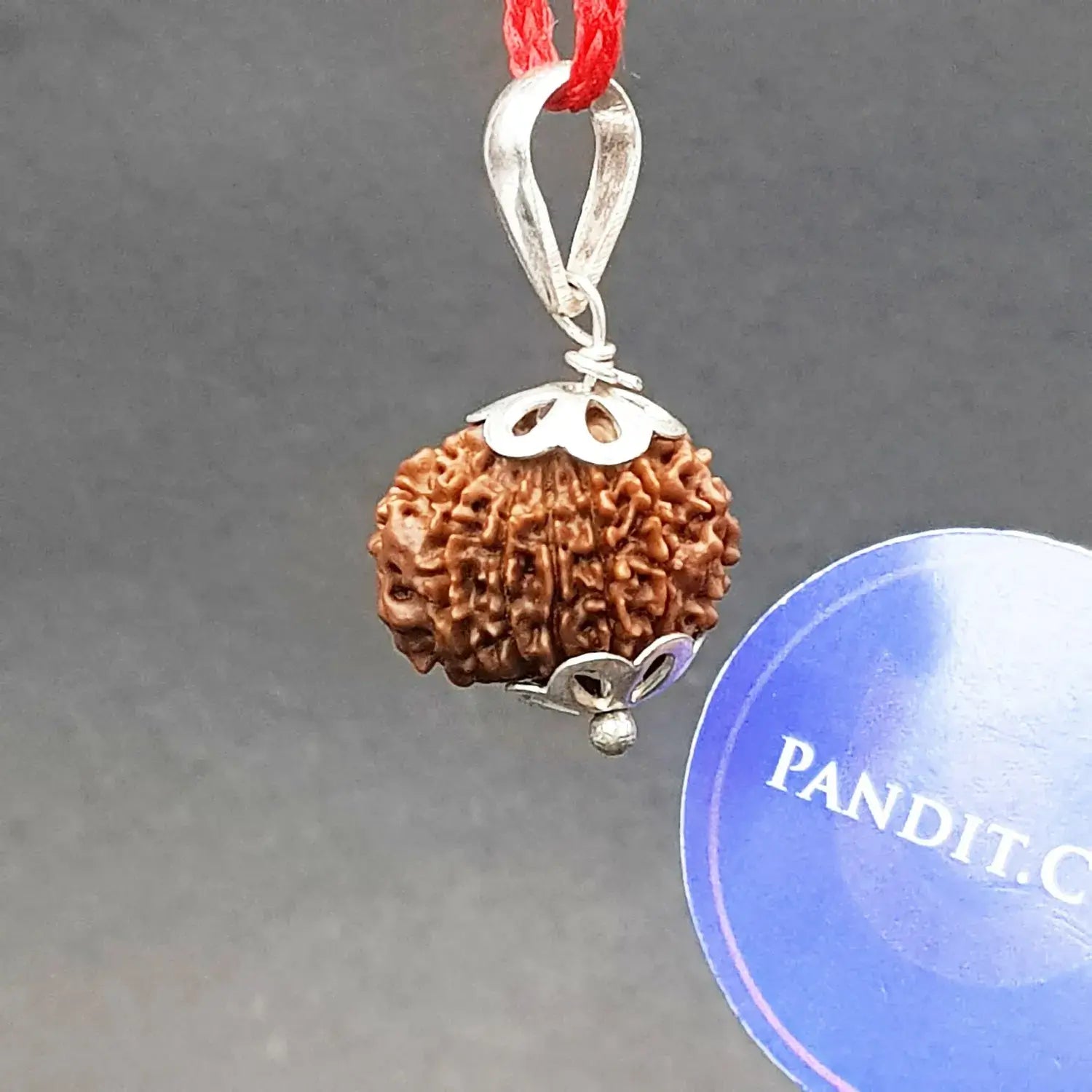 13 Faced Nepal Rudraksha