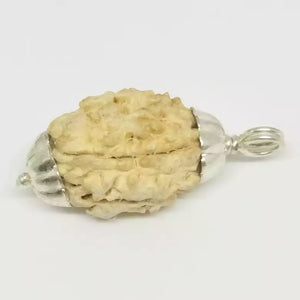 Three Mukhi Premium Rare Rudraksha