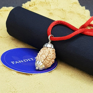 Three Mukhi Premium Rare Rudraksha