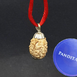 Three Mukhi Premium Rare Rudraksha