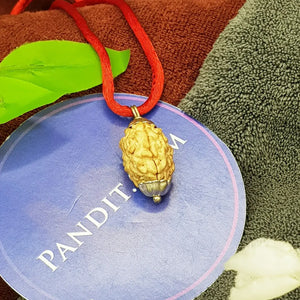 Three Mukhi Premium Rare Rudraksha