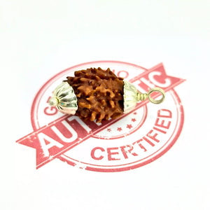 3 Faced Rudraksha – Nepal