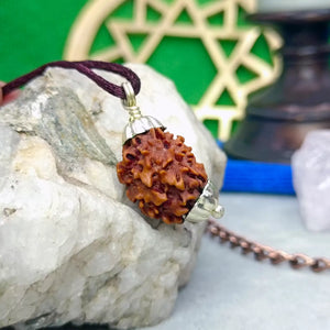 3 Faced Rudraksha – Nepal
