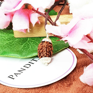 3 mukhi rudraksha Nepal