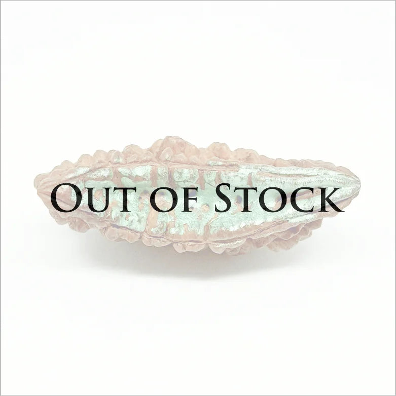 Trinetra Rudraksha – Basic