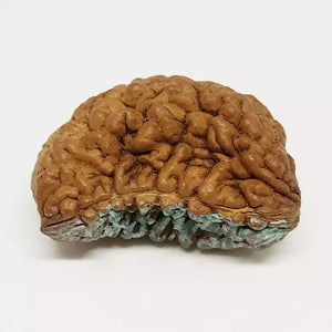 Trinetra Rudraksha – Premium Rare Rudraksha