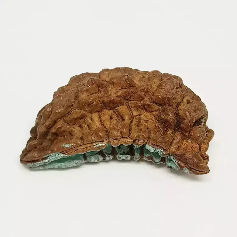 Trinetra Rudraksha – Regular