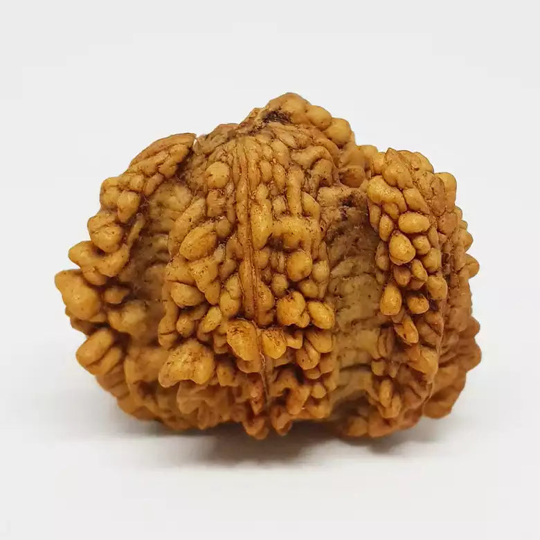 Trishul Rudraksha – Basic