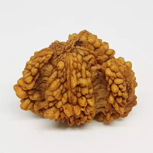 Trishul Rudraksha – Basic