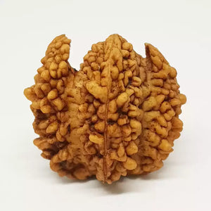 Trishul Rudraksha – Regular