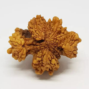 Trishul Rudraksha – Regular