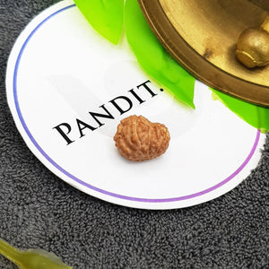 12 मुखी रुद्राक्ष - इंडोनेशिया