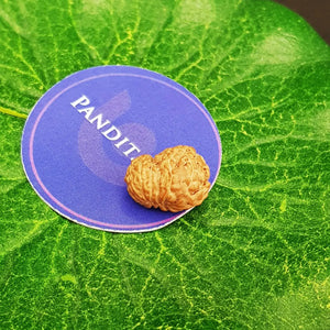 12 Mukhi Indonesia Rudraksha