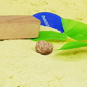 12 Mukhi Indonesia Rudraksha