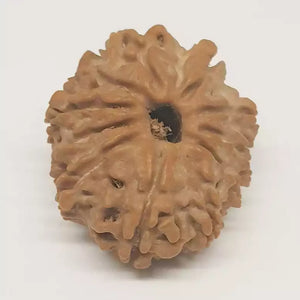 12 Faced Rudraksha - Nepal