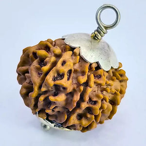 12 Faced Rudraksha – Nepal