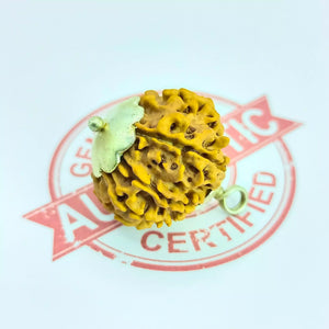 12 Faced Rudraksha – Nepal