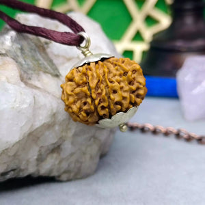 12 Faced Rudraksha – Nepal
