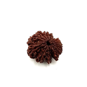 Twelve Mukhi Rudraksha Nepal