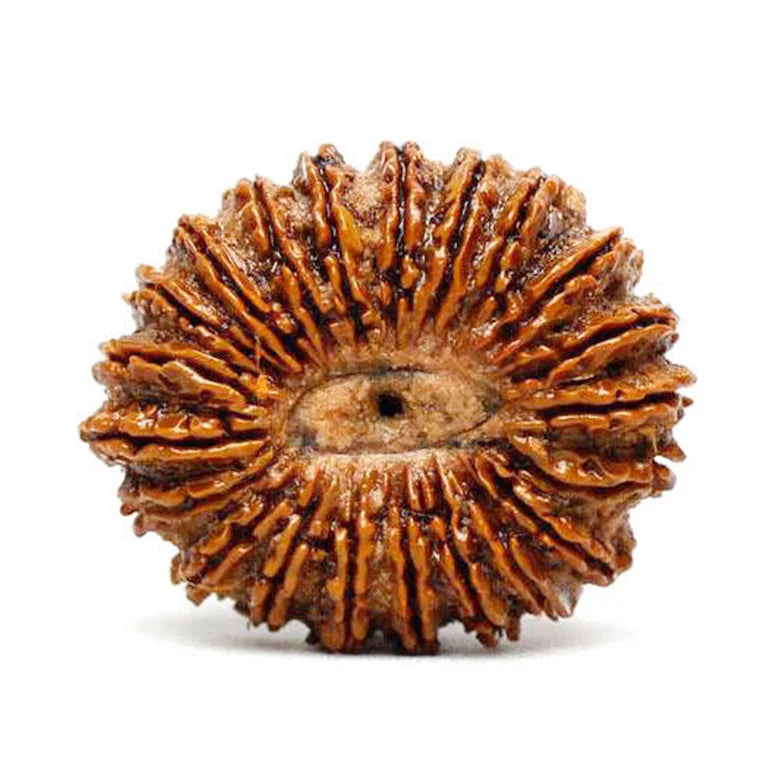 Twenty One Mukhi Premium Rare Rudraksha