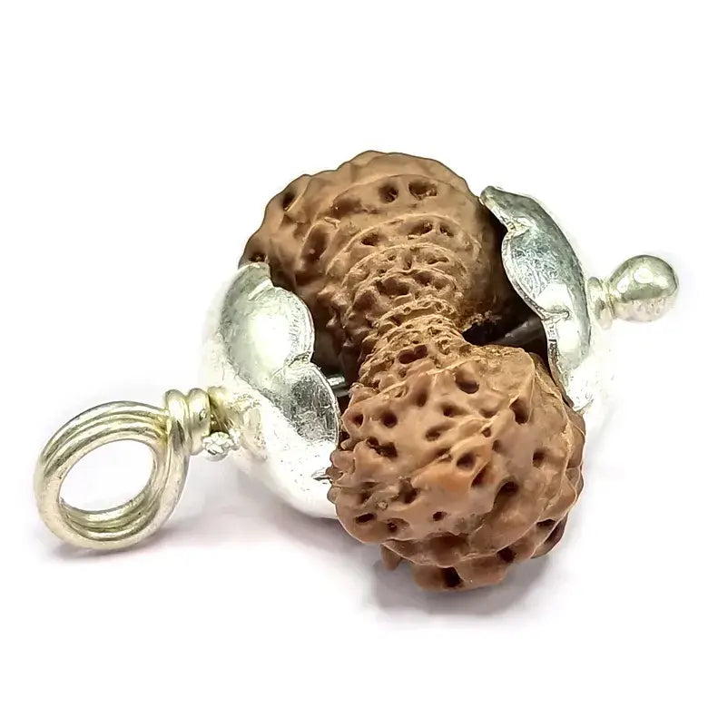 22 Mukhi Rudraksha – Indonesia