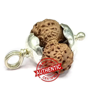 22 Mukhi Rudraksha — bead size reference