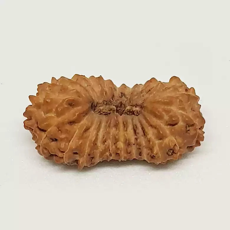21 Mukhi Rudraksha – Indonesia