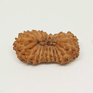 21 Mukhi Rudraksha – Indonesia