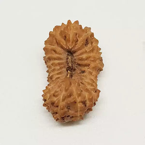 21 Mukhi Rudraksha – Indonesia