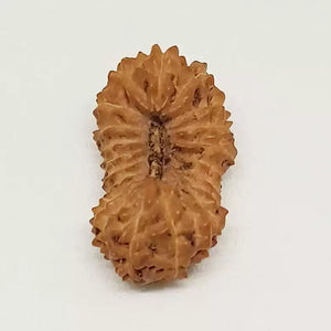 21 Mukhi Rudraksha – Indonesia